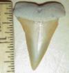 1 15/16" Broad Toothed Mako shark tooth