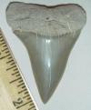 2 1/8" Broad Toothed Mako Shark Tooth