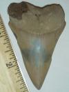 2 7/8" Broad Toothed Mako Shark Tooth