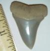 1 7/8" Broad Toothed Mako Shark Tooth