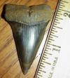2" Broad Toothed Mako Shark Tooth