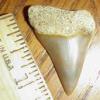 1 3/8" Pathologic Broad Toothed Mako Shark Tooth