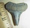 1 7/16" Broad Toothed Mako Shark Tooth