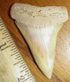 2 5/16" Mako Shark Tooth