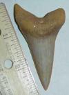 2 3/4" Mako Shark Tooth