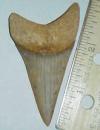 2 7/8" Mako Shark Tooth