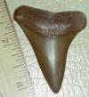 2 1/8" Mako shark tooth