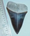 2 1/16" Mako shark tooth