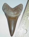 2 1/2" Mako Shark Tooth