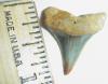 1" Eocene Mako Shark Tooth