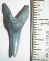 1 3/8" Eocene Mako Shark tooth