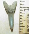 1 3/16" Eocene Mako Shark Tooth