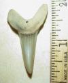 1 13/16" Eocene Mako Shark Tooth