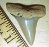1 3/8" Eocene Mako Shark Tooth