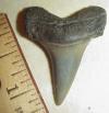 1 1/4" Long-Finned Mako Shark Tooth