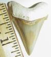 1 1/2" Angustidens Shark Tooth, aka. "The Jem"