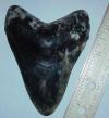 4 1/4" Megalodon Tooth