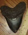 6" Megalodon Shark Tooth