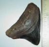 2 9/16" Megalodon Tooth