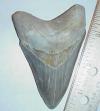 3 1/2" Megalodon Tooth