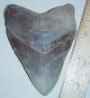 4 1/4" Megalodon Tooth