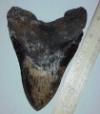 6 1/8" Megalodon Tooth