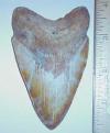 3 13/16" Megalodon Tooth
