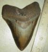 4 3/8" Megalodon Shark Tooth