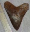 5 1/8" Megalodon Shark Tooth