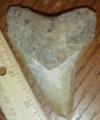 3 5/8" Megalodon Shark Tooth