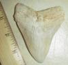 3 5/8" Megalodon Shark Tooth