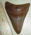 3 1/2" Megaldon Shark Tooth