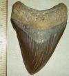 4 3/4" Megalodon Shark Tooth