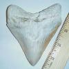 4 7/16" Megalodon Shark Tooth