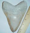 6" Megalodon Shark tooth