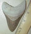3 7/8" Megalodon Shark Tooth