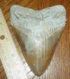 4 7/16" Megalodon Shark Tooth