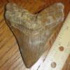 4 3/16" Megalodon Shark Tooth