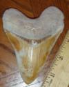 4 3/8" Megalodon Shark Tooth