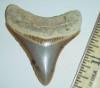 2 1/16" Megalodon Shark Tooth
