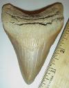 4 1/8" Megalodon Shark Tooth