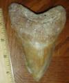 5 1/16" Megalodon Shark Tooth