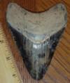 4 5/8" Megalodon shark tooth