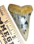 Bakersfield Mako Shark Tooth