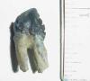 1" Squalodon Molar