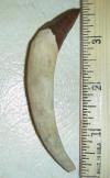 3 1/2" Squalodon Incisor