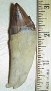3" Squalodon Pre-Molar
