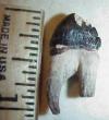 1" Squalodon Molar