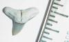 1/2" Hammerhead Shark Tooth