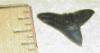 1/2" Hammerhead shark tooth